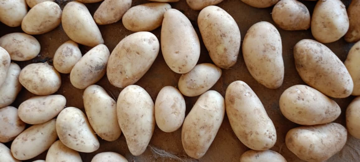 Potatoes - Vegetables