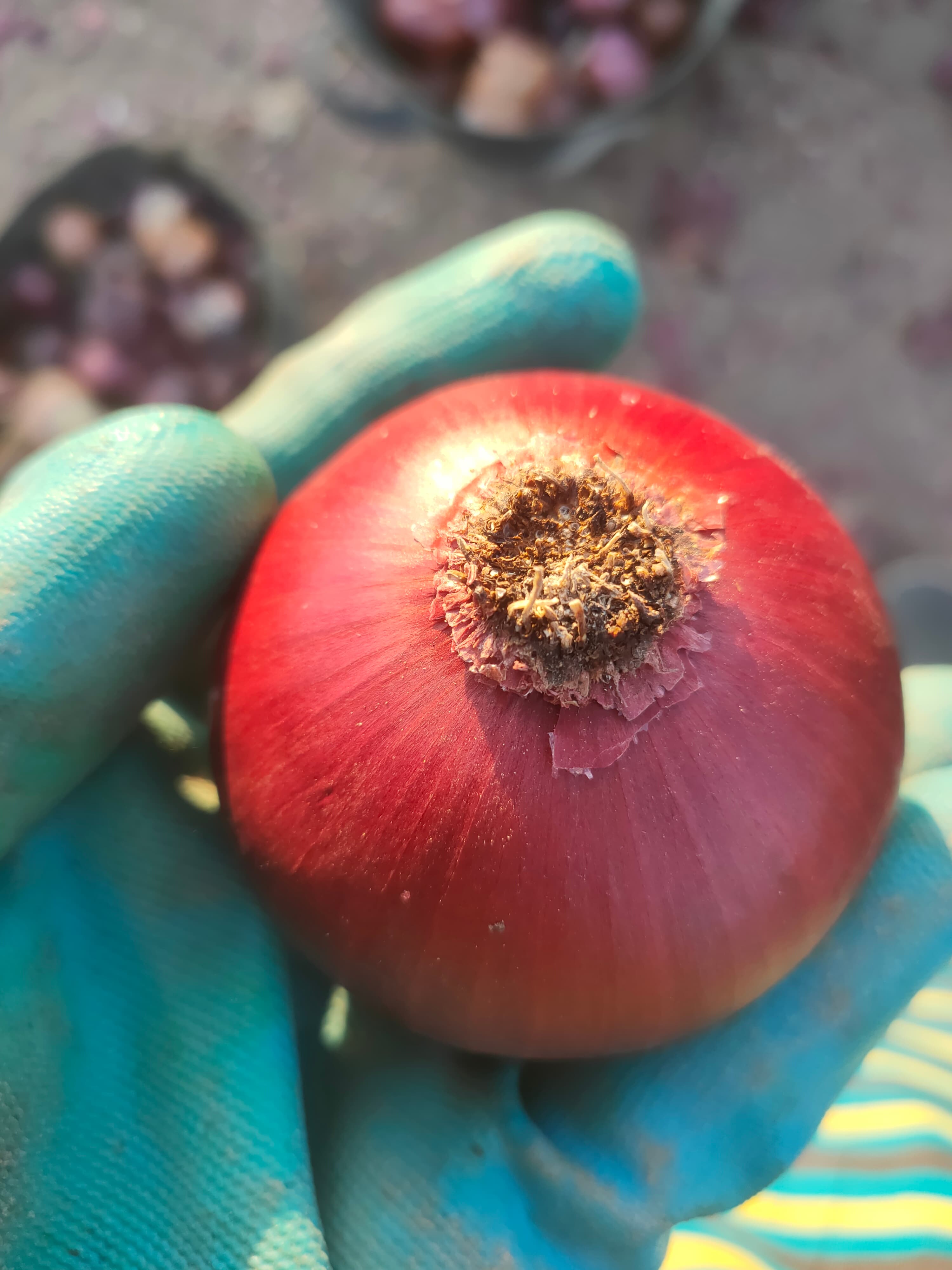 Red Onions - Vegetables