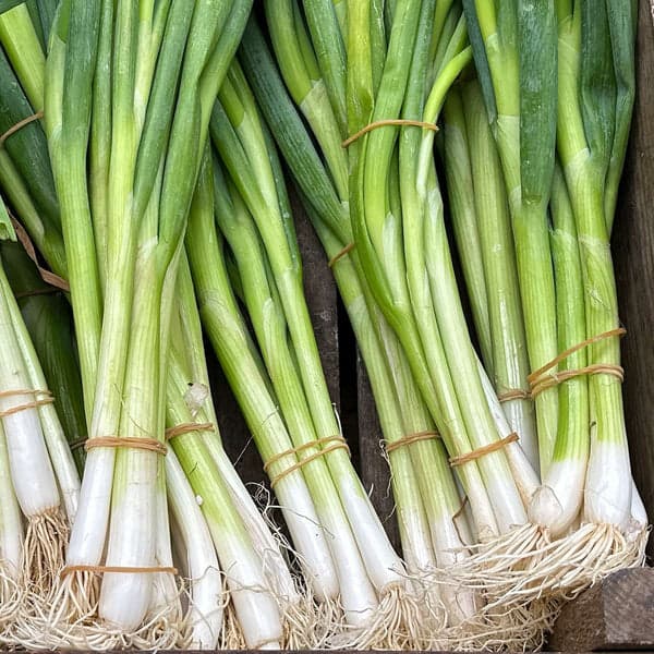 Spring Onions - Vegetables