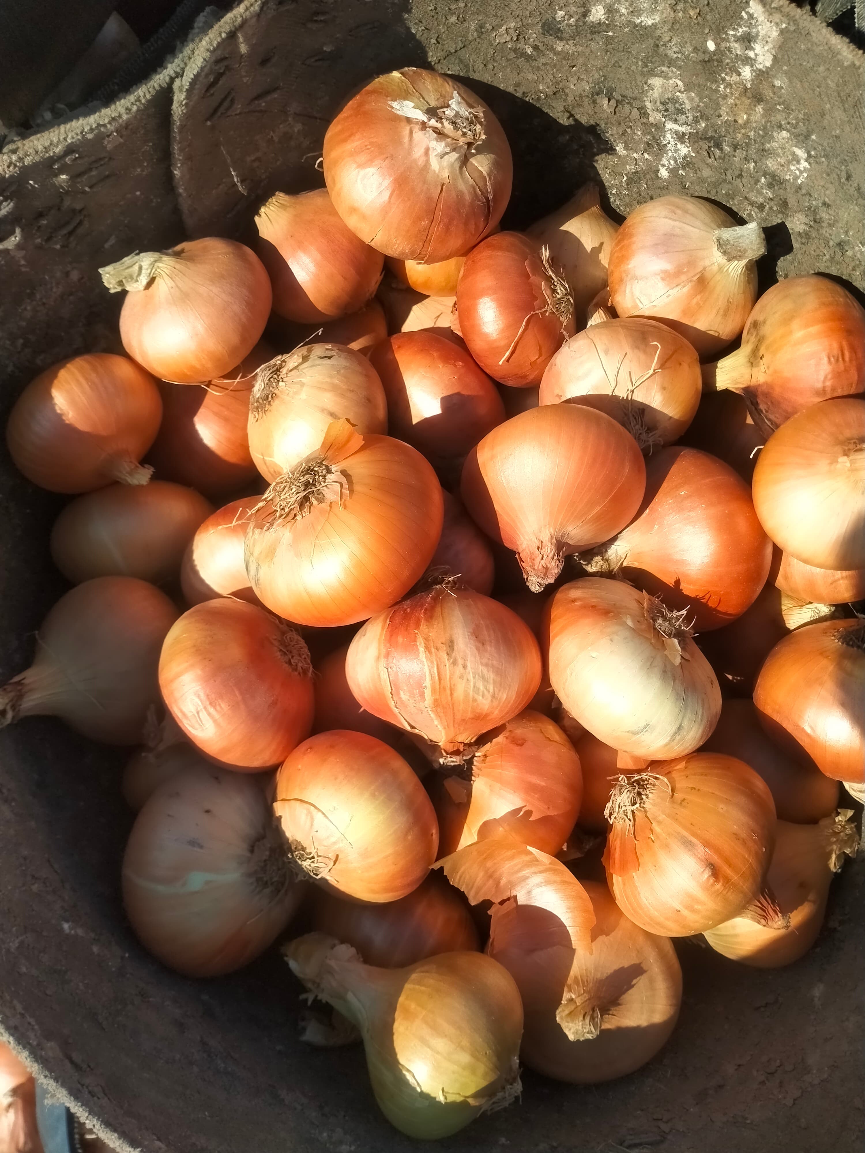 Yellow Onions - Vegetables